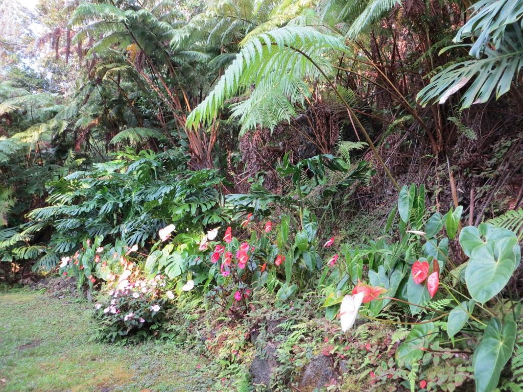 Carson'S Kaloko Mountain Cabin Kailua-Kona Eksteriør bilde